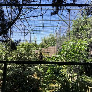 Mongoose lemur exhibit