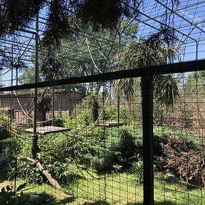 Mixed lemur exhibit