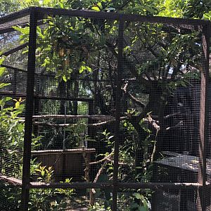 Galah aviary