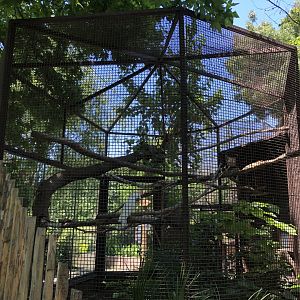 Greater sulphur crested cockatoo aviary