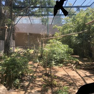 Abyssinian ground hornbill exhibit