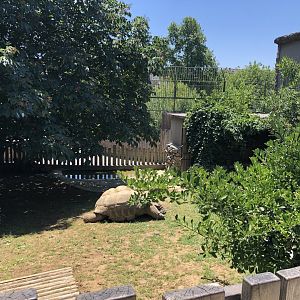 Aldabra and African spurred tortoise exhibit