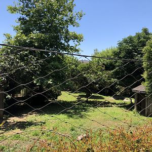 Red necked wallaby exhibit