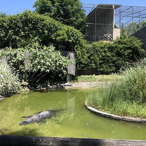 American alligator exhibit