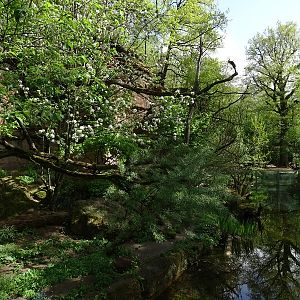 Fishing cat enclosure