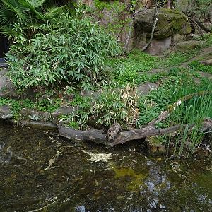 Fishing cat enclosure