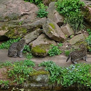 Fishing cat (Prionailurus viverrinus)