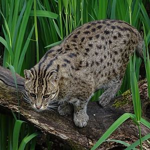 Fishing cat (Prionailurus viverrinus)