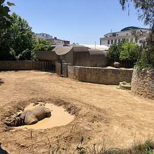 Male Indian rhinoceros exhibit