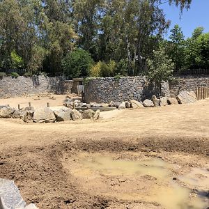 Female Indian rhinoceros exhibit