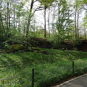 Maned wolf enclosure