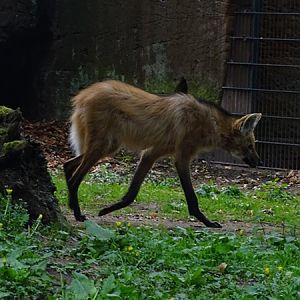 Maned wolf (Chrysocyon brachyurus)