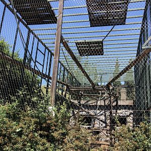 Grey langur exhibit (1)