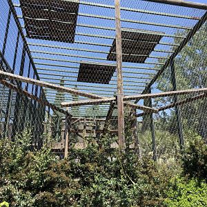 Grey langur exhibit (2)