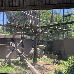 Siamang exhibit
