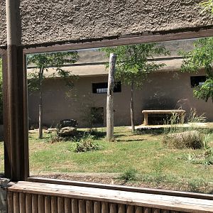 Temporary lion exhibit