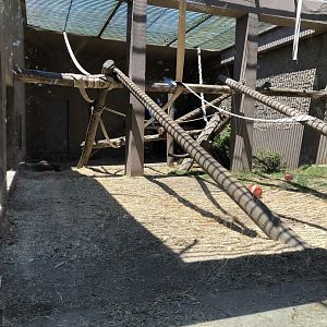 Juvenile chimpanzee exhibit