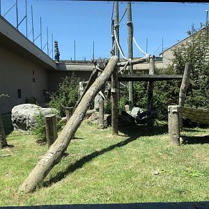 Chimpanzee outdoor exhibit