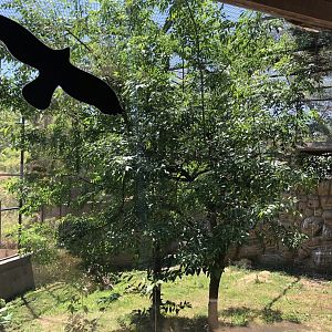 Golden eagle exhibit