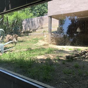 Yellow mongoose and Indian porcupine exhibit