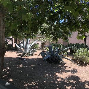 Capybara and Patagonian mara exhibit