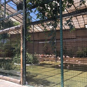 New flamingo aviary