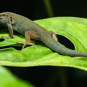 Electric blue day gecko : Whipsnade : 24 May 2024