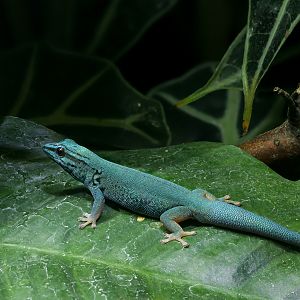 Electric blue day gecko : Whipsnade : 27 May 2024