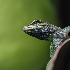 Electric blue day gecko : Whipsnade : 27 May 2024