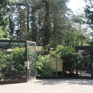 Asian starling/Chinese spotted dove/Laughingthrush/Vietnam pheasant aviary and Waldrapp/Lesser kestrel aviary, 2024-05-21