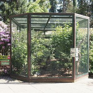 Asian starling/Chinese spotted dove/Laughingthrush/Vietnam pheasant aviary, 2024-05-21