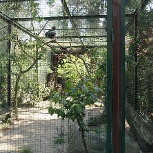 Waldrapp and Lesser kestrel aviary, 2024-05-21