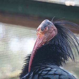 Waldrapp (Geronticus eremita), 2024-05-21