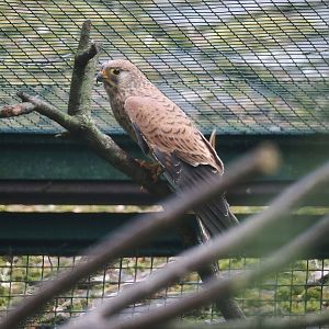 Lesser kestrel (Falco naumanni), 2024-05-23