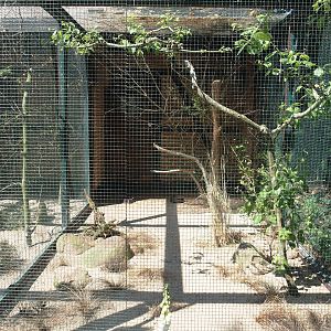 Pin-tailed sandgrouse and Rosy starling aviary, 2024-05-21
