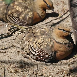 Pin-tailed sandgrouse (Pterocles alchata caudacutus), 2024-05-21