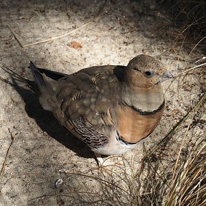Pin-tailed sandgrouse (Pterocles alchata caudacutus), 2024-05-24