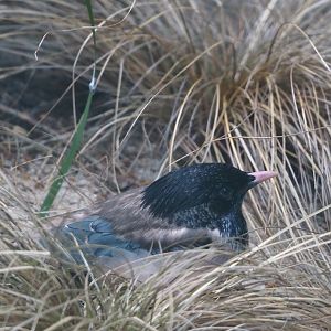 Rosy starling (Pastor roseus), 2024-05-23