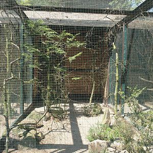 Maghreb magpie aviary, 2024-05-21