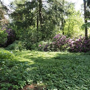Demoiselle crane exhibit, 2024-05-21