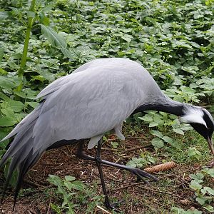 Demoiselle crane (Anthropoides virgo), 2024-05-24