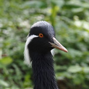 Demoiselle crane (Anthropoides virgo), 2024-05-24