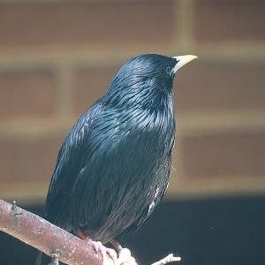 Spotless starling (Sturnus unicolor), 2024-05-24