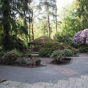 Rose garden, 2024-05-24