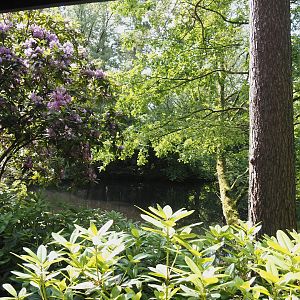 Forest lake, 2024-05-24