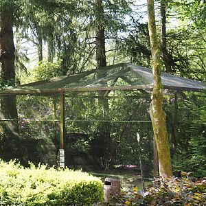 Bianchi's pheasant, Stock dove and Spotted nutcracker aviary, 2024-05-24