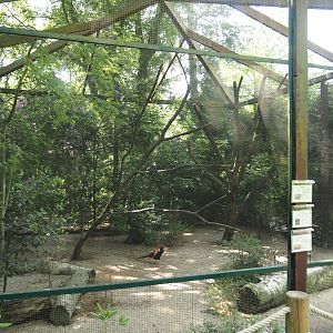 Bianchi's pheasant, Stock dove and Spotted nutcracker aviary, 2024-05-21