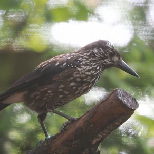 Spotted nutcracker (Nucifraga caryocatactes), 2024-05-21