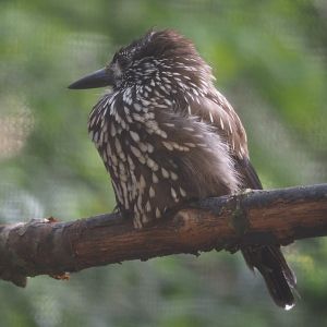 Spotted nutcracker (Nucifraga caryocatactes), 2024-05-21