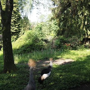 Eastern grey crowned crane exhibit, 2024-05-24
